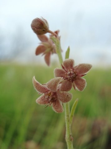 Aspidoglossum biflorum flowers